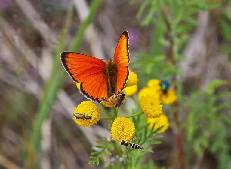 Örö Fortress Island Guided Tour with Lunch - Exploring the Coastal Artillery Casemate