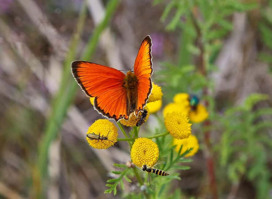 Örö Fortress Island Guided Tour with Lunch - Exploring the Coastal Artillery Casemate