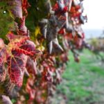 Orvieto, Castello di Corbara: cellar visit and wine tasting - A Closer Look at the Experience