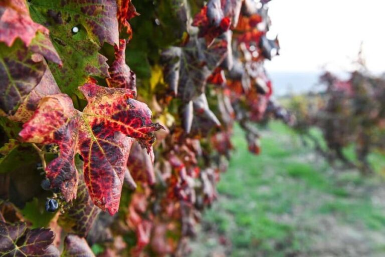 Orvieto, Castello di Corbara: cellar visit and wine tasting - A Closer Look at the Experience