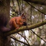 Oslo: Old-Growth Forest Hike with a Biologist - FAQs