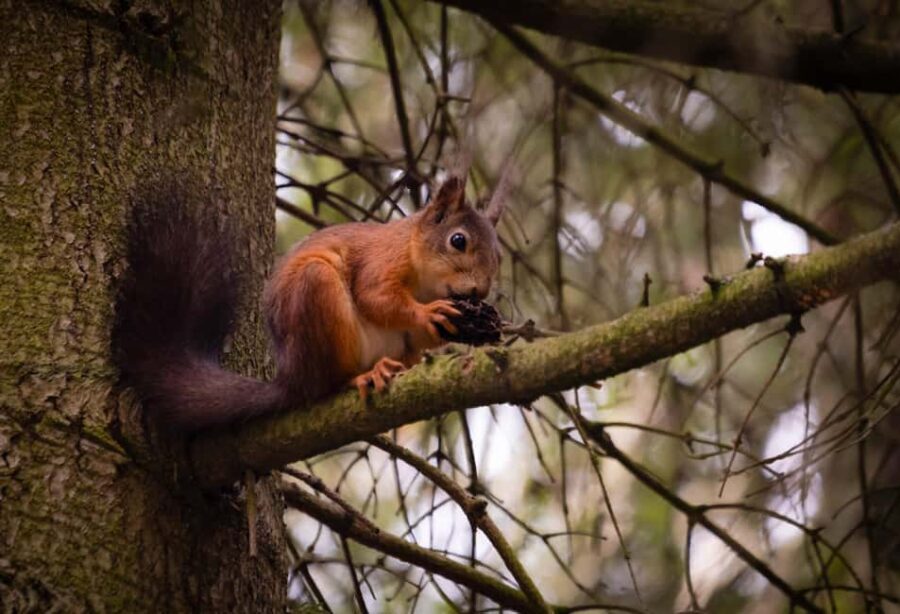 Oslo: Old-Growth Forest Hike with a Biologist - FAQs