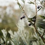 Ostuni: Olive Oil Tasting Tour - What the Reviews Say