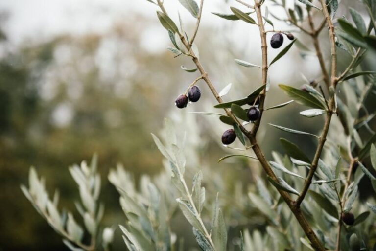 Ostuni: Olive Oil Tasting Tour - What the Reviews Say
