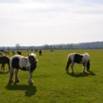Oxford: City Bike Tour with Student Guide - What to Expect During the Tour