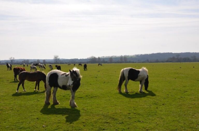 Oxford: City Bike Tour with Student Guide - What to Expect During the Tour