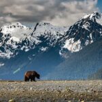 Pack Creek Bear Viewing - Practical Aspects to Consider