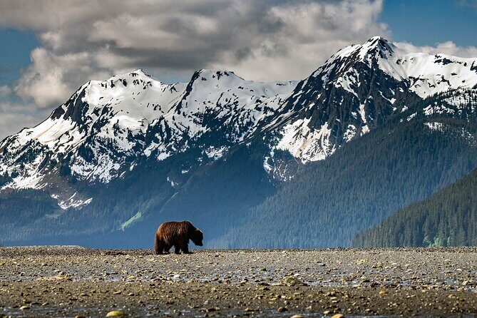 Pack Creek Bear Viewing - Practical Aspects to Consider