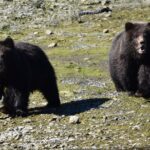Pack Creek Brown Bear Viewing Juneau - The Experience and What It Means for You