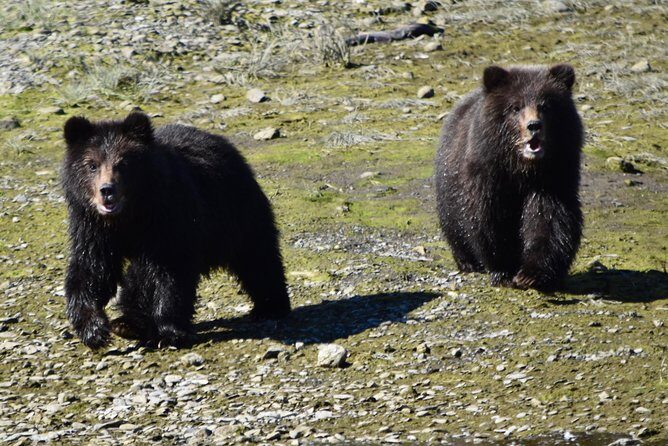 Pack Creek Brown Bear Viewing Juneau - The Experience and What It Means for You