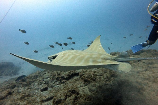 PADI Open Water Course in Costa Adeje - Who is This Course Best For?