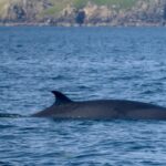 Padstow: Guided RIB Sealife Safari - The Practical Details and What You Should Know