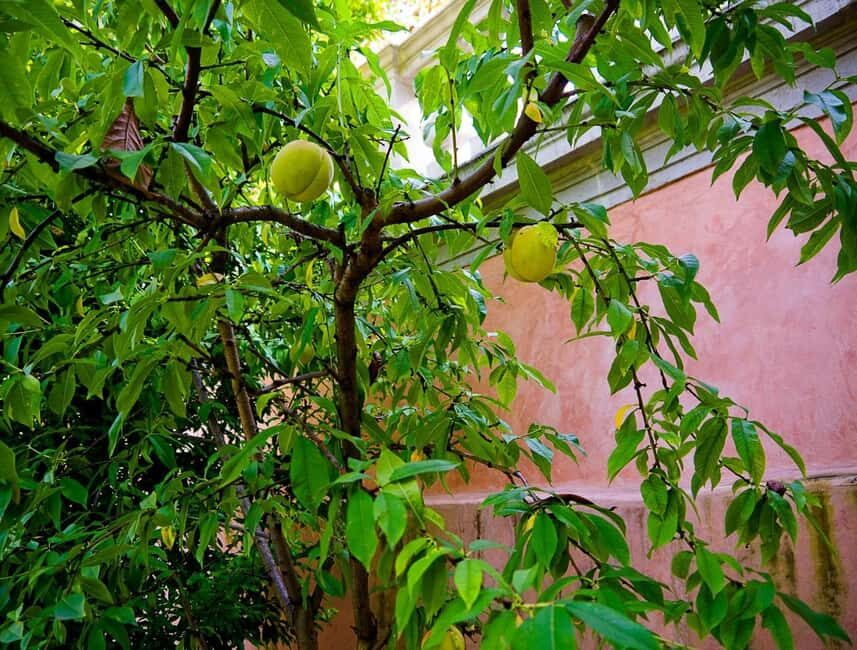 Padua Botanical Garden: Sacred Architecture and Plant Intelligence - A Walk Through the Historic Green Spaces and Greenhouses