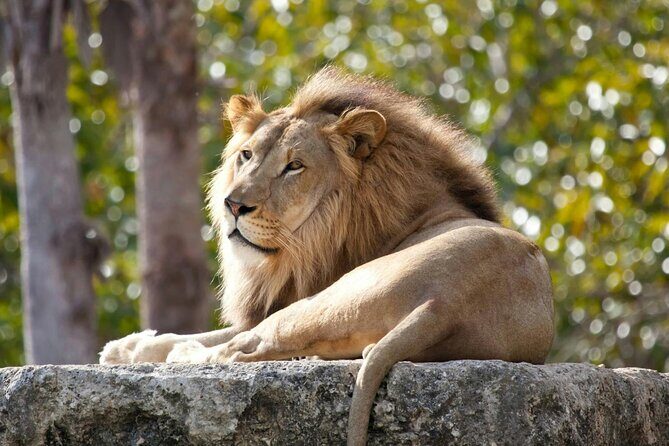 Pafos Zoo Visit & Blue Lagoon Cruise with Local Guide from Paphos - The Overall Value