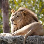 Pafos Zoo Visit & Blue Lagoon Cruise with Local Guide Limassol - The Practical Details