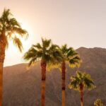 Palm Springs and Joshua Tree Self-Guided Driving Audio Tours - Joshua Tree: A Desert Wonderland