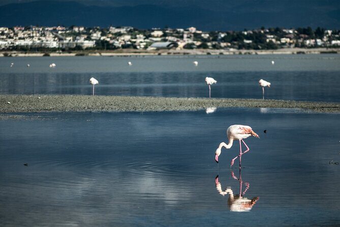 Panoramic and Old Cagliari tour - In-Depth Look at the Itinerary