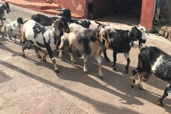 Panoramic route across the Teno rural Park in Tenerife - Authentic reviews and what they reveal