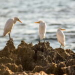 Paphos: Sea Star Cruise to Coral Bay - A Deep Dive into the Experience