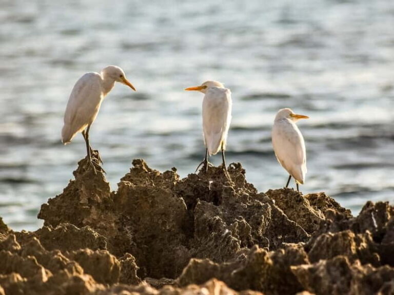 Paphos: Sea Star Cruise to Coral Bay - A Deep Dive into the Experience