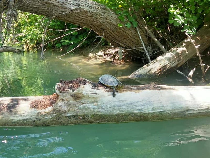 Parga: Kayaking Adventure in the Acheron River 13 km - The Value and Who Should Consider This