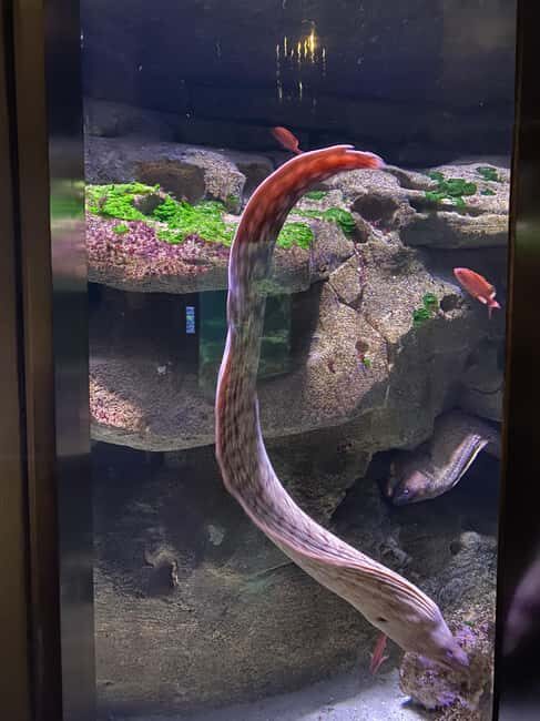 Paris: Aquarium de Paris, A Dive into the Deep Blue Wonder - What Can Visitors Expect During the Visit?