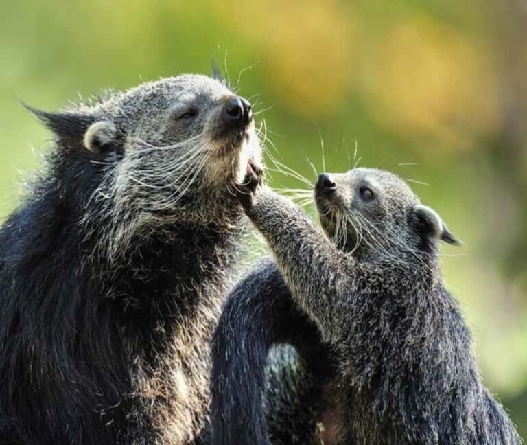 Paris: Ménagerie Zoo of Jardin des Plantes Entrance Ticket - What the Reviews Say