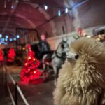 Paris: Vaux-le-Vicomte Private Guided Tour - Who Will Love This Tour?