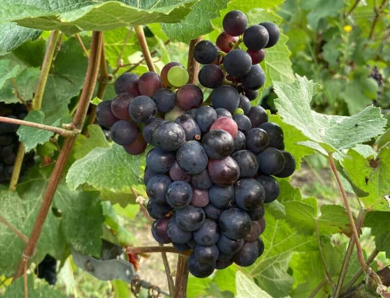 Paris Wine Day Tours all inclusive Champagne tour from Paris - The Value of This Tour