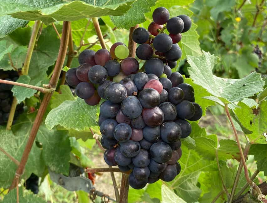 Paris Wine Day Tours all inclusive Champagne tour from Paris - The Value of This Tour