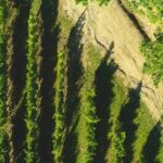 Parma Hills and Wine Tasting with Food Platter - Who Will Enjoy This Tour?