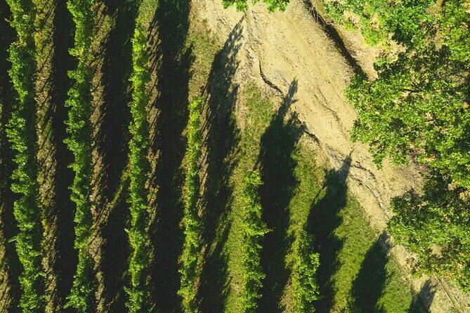 Parma Hills and Wine Tasting with Food Platter - Who Will Enjoy This Tour?