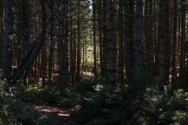 Parnitha (Parnis) / Skipiza & Mola loop - Hike near Athens - The Itinerary in Detail