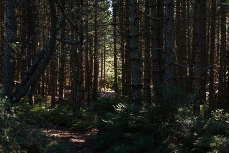 Parnitha (Parnis) / Skipiza & Mola loop - Hike near Athens - The Itinerary in Detail