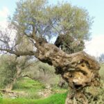 Paros Byzantine Path Ancient Greek Route Hiking Experience - The Sum Up