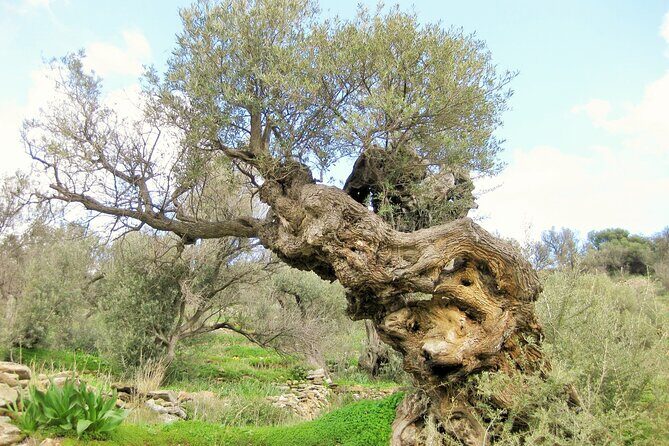 Paros Byzantine Path Ancient Greek Route Hiking Experience - The Sum Up