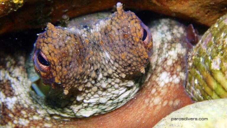 Paros: Scuba Diving Experience - What the Experience Looks Like