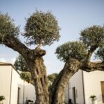 Partinico: Historic Sicilian Vineyard & Wine Tasting Tour - Exploring the Experience in Detail