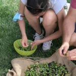 Partinico: Olive Harvest with Wine Tasting and Brunch - Who Would Love This Tour?