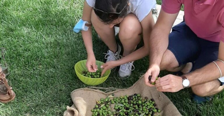 Partinico: Olive Harvest with Wine Tasting and Brunch - Who Would Love This Tour?