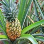 Pearl Harbor and Mini Circle Island Tour from Kauai - Pearl Harbor Historic Sites Visitor Center and USS Arizona Memorial