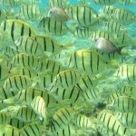 Pelican Rock Snorkeling and Sightseeing Adventure - The Real Experience: What Travelers Are Saying