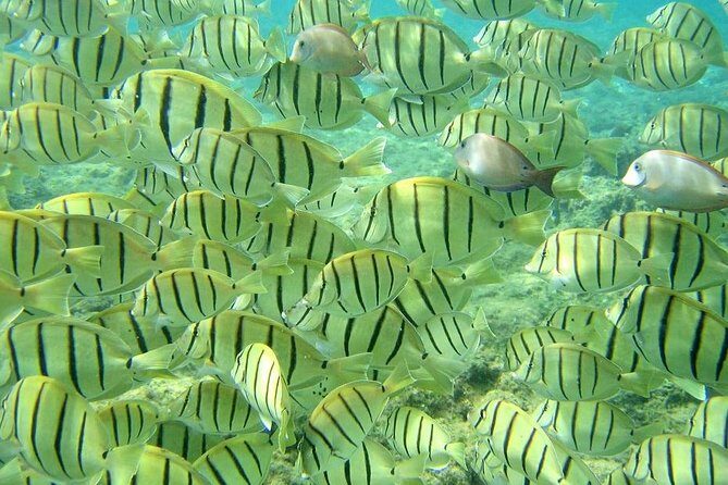 Pelican Rock Snorkeling and Sightseeing Adventure - The Real Experience: What Travelers Are Saying