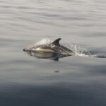 Peniche: Dolphin Route Boat Trip - Is It Worth the Price?