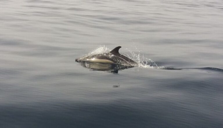 Peniche: Dolphin Route Boat Trip - Is It Worth the Price?