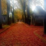 Père-Lachaise : histoires et mystères contés par un comédien - What’s Included and How It Works