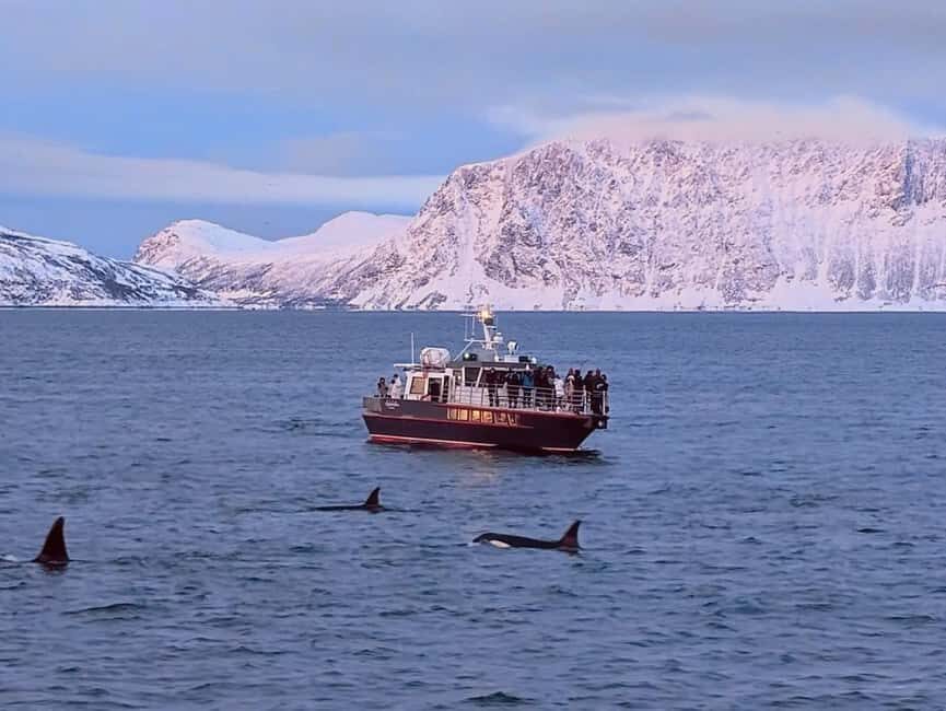 Personal Whale Watching Adventure From Tromsø - Who Is This Tour Best Suited For?
