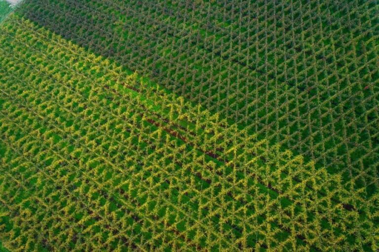 Piave: Bellussera Tour with Wine and Product Tasting - Who Is This Tour Best For?