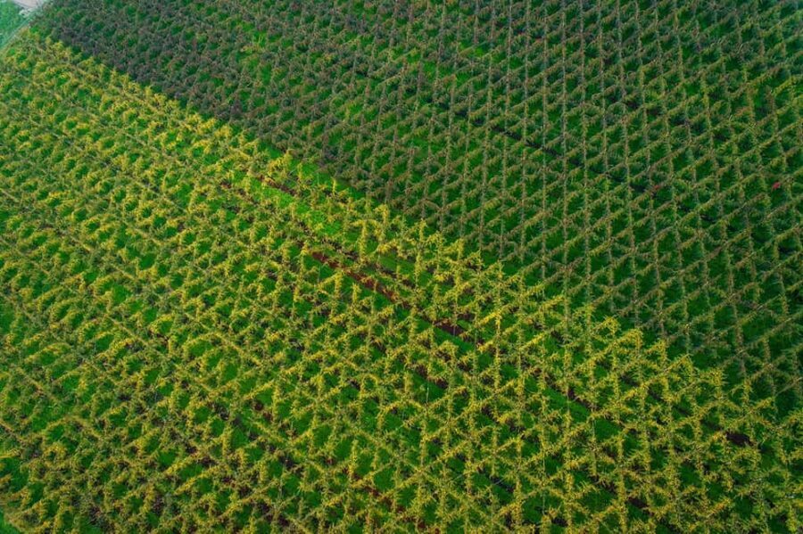 Piave: Bellussera Tour with Wine and Product Tasting - Who Is This Tour Best For?