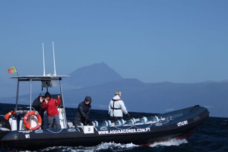 Pico Island: Azores Whale & Dolphin Watching on Zodiac Boat - The Itinerary in Detail